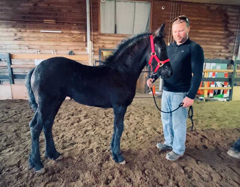 2020 Friesian Filly - SOLD