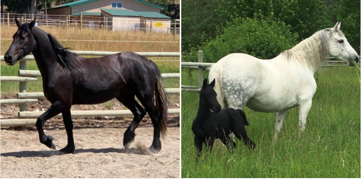 Friesian X Hanoverian Broodmare and 2 Year Old Filly  SOLD