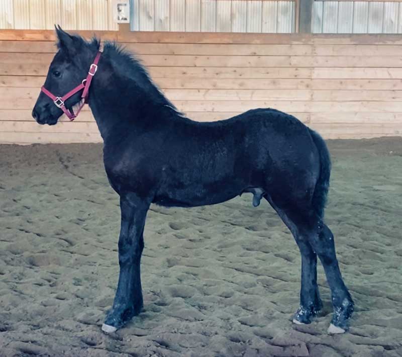 2020 Friesian Colt out of Ster Mare - SOLD