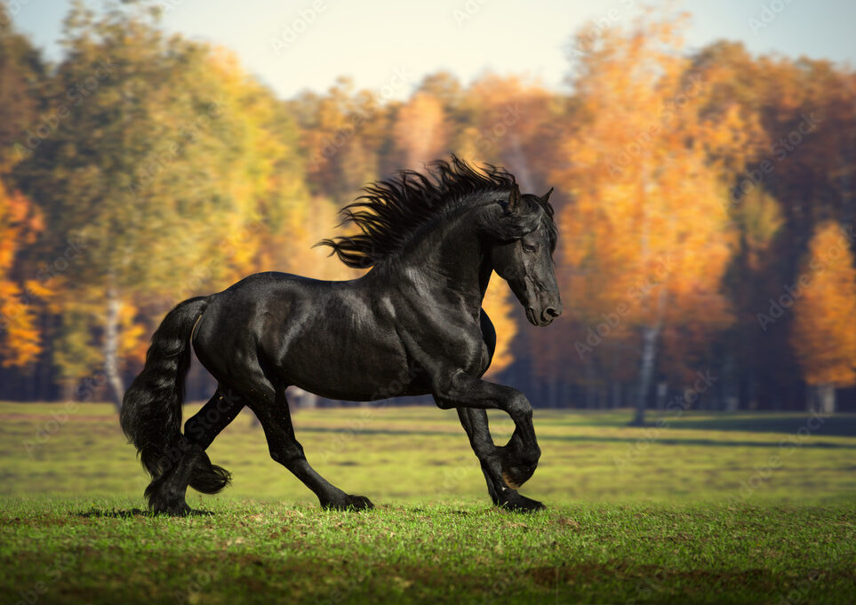 FRIESIANS, ARABO & SPORT FRIESIANS – Canadian Friesian Horse Association