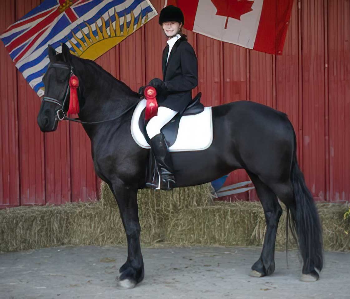 Canadian Friesian Horse Association